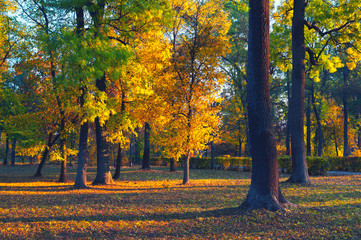 Fototapeta na wymiar Beautiful landscape showing forest on sunny autumn day.