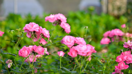 Pink roses in garden