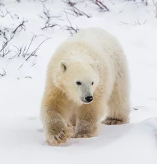 Fotobehang Ijsbeer Een ijsbeer op de toendra. Sneeuw. Canada. Een uitstekende illustratie.  © gudkovandrey