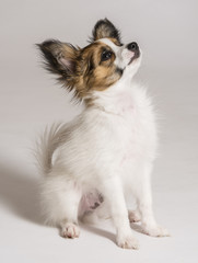 cute papillon puppy close up © Vera Kuttelvaserova