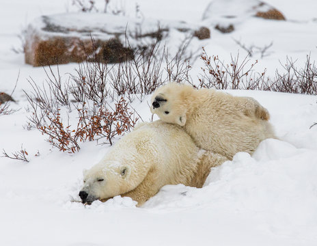 Polar bear with a cub in the tundra. Canada. An excellent illustration.