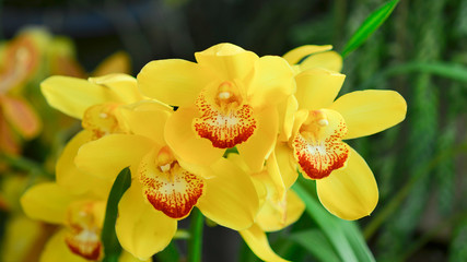 Fototapeta na wymiar Yellow orchid flower in garden