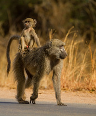 baboon and mother