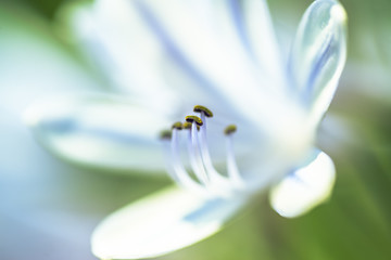 Obraz premium white and blue lily with pistil in focus