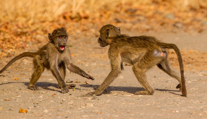 two baboons playing
