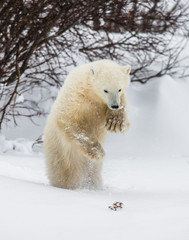 Obraz premium Little Bear plays with a branch in the tundra. Canada. An excellent illustration.