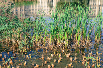 Colors of Moscow parks during autumn reflected in the pond, Russia