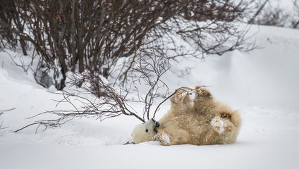 Little Bear plays with a branch in the tundra. Canada. An excellent illustration.
