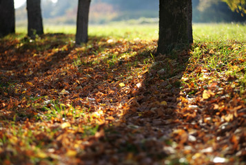 abstract evening autmn background