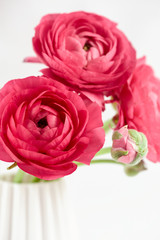 Red ranunculus in a vase