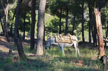 donkey in albanian forest