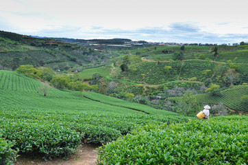 beautiful tea hill at Dalat, Vietnam