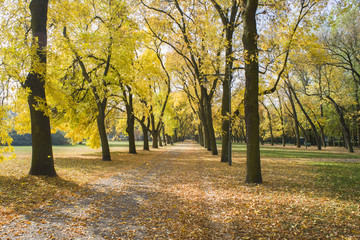 Fototapeta na wymiar Jesienne złote jesiony w miejskim parku