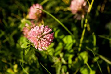 Field of clover flowers