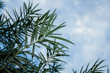 green leaves on the background of blue sky