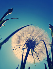 White giant dandelion against the sky