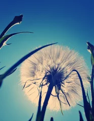 Photo sur Plexiglas Zen White giant dandelion against the sky