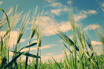 Fototapeta premium Green wheat against the sky
