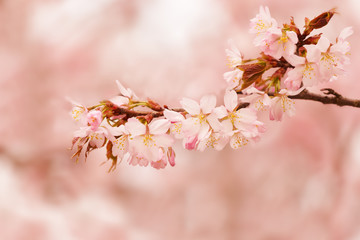 Oriental cherry sakura branches with pink flowers  on a pink background