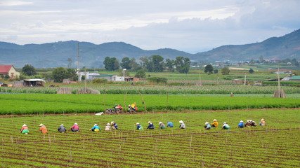Obraz premium Vietnamese woman work on field
