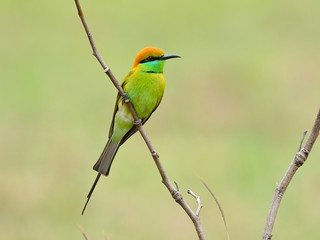 Bird (Green Bee-eater) , Thailand