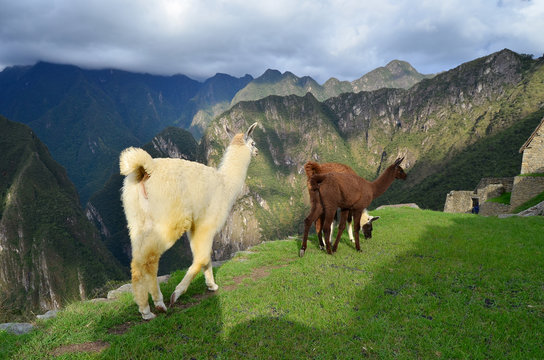 Lama grazing at the ruins of Machu Picchu