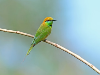 Bird (Green Bee-eater) , Thailand