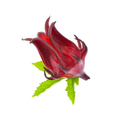 Hibiscus sabdariffa or roselle fruits isolated on white background