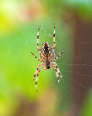 cross spider