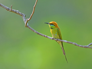 Bird (Green Bee-eater) , Thailand