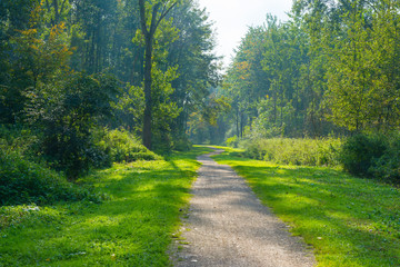 Fototapeta na wymiar Path through a sunny forest in autumn