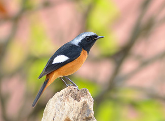 Bird (Daurian Redstart) , Thailand