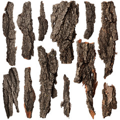 Set of bark tree - obrazy, fototapety, plakaty