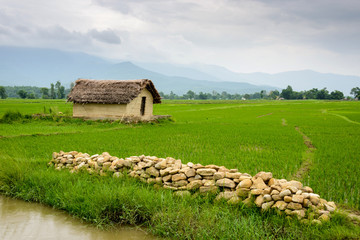 Small house surrounded by rice paddy fields in Deukhuri valley, Nepal
