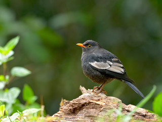 Bird (Grey-winged Blackbird) , Thailand