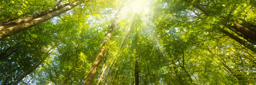 Wald Panorama mit Sonnenstrahlen - Banner