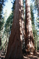 Tough twins Sequoia in Sequoia National Park, California USA 