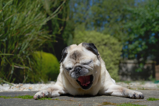 Pug dog outdoors in garden lying down yawning