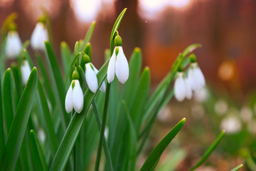 Spring snowdrop flowers blooming in forest