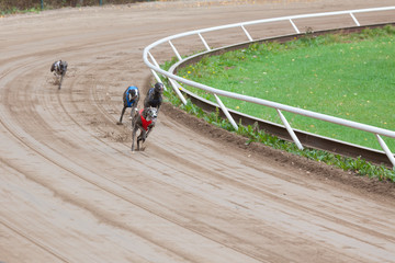 Fototapeta premium Greyhound dogs racing