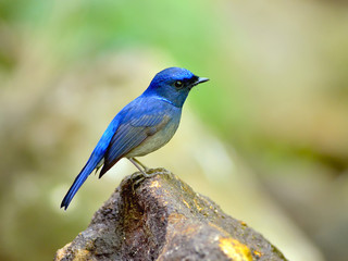 Bird (Small Niltava) , Thailand