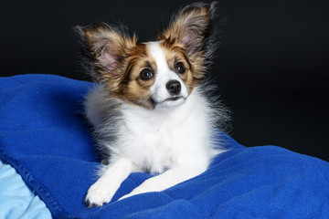 cute papillon puppy isolated over black
