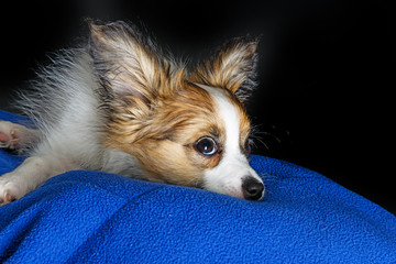 cute papillon puppy close up