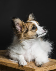 cute papillon puppy isolated over black