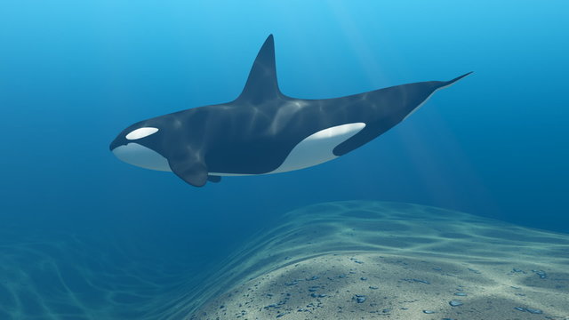 Killer Whale Swimming Seamlees Loop With Matte