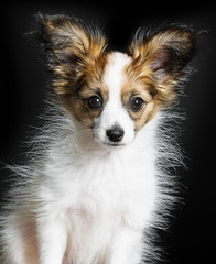 cute papillon puppy isolated over black