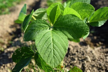 大豆畑／山形県鶴岡市の畑で、大豆畑の風景を撮影した写真です。