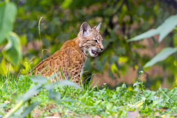 Young lynx