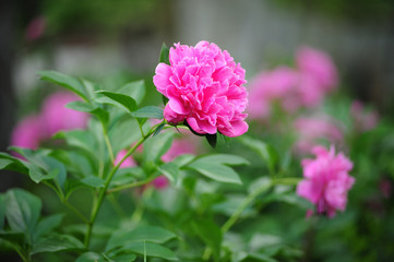 Obraz premium peony