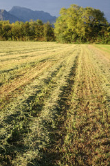 Obraz premium erba medica falciata sul campo al tramonto